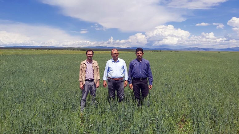 Kars Tarım Müdürlüğü, Buğday ve Kavılca tarlalarını inceledi