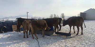 Kars köylüsünün zorlu kış mesaisi devam ediyor 