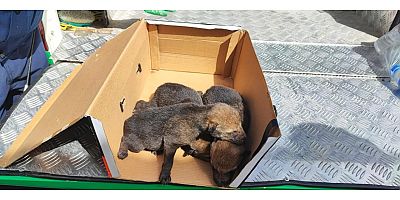Kars’ta bulunan kurt yavruları bakım ve tedaviye alındı