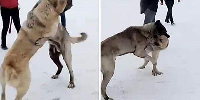 Kars’ta köpek dövüştürdüğü tespit edilen üç kişi yakalandı