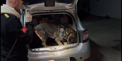 Narkotik Köpeği 'Daxo' Yine Yakaladı
