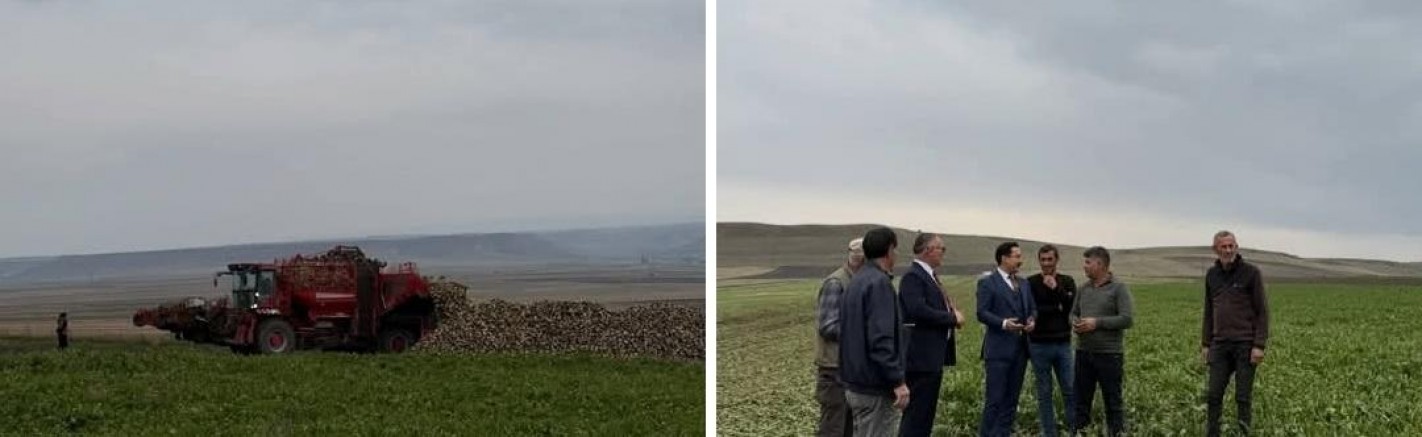 Akyaka'da çiftçiler Şeker Pancarı Hasadına başladı
