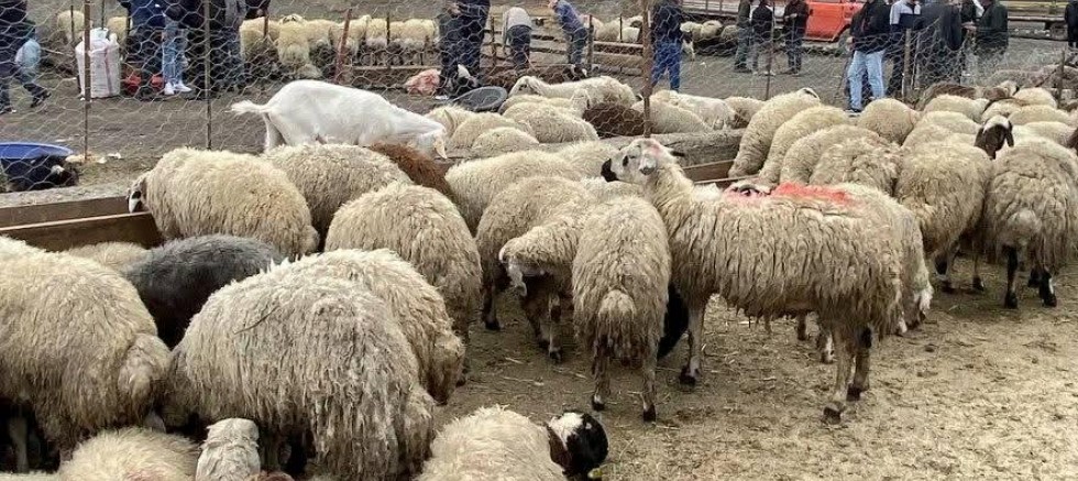 Et ve Süt Kurumu satılamayan kurbanlıkları alacak