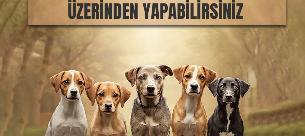 Kars Valiliği’nden Sahipsiz Hayvanlar İçin Önemli Duyuru