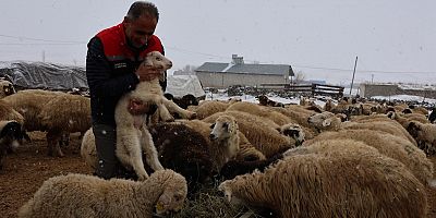 Arpaçay Akçalar Köyü’nde yeni yılın ilk Doğum Sezonu Başladı