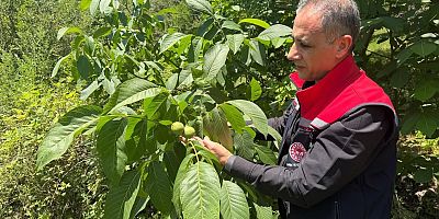 Aydın, Sarıkamış'ta Meyve Bahçelerinde İncelemelerde Bulundu