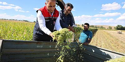 Bayraktar Köyü’nde Silajlık Mısır Hasadı Başarıyla Gerçekleştirildi
