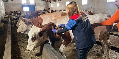Buzağı Kayıplarına Karşı Kars’ta Septisemi Aşısı Seferberliği Sürüyor