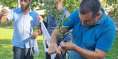 Digor’da Meyve Ağaçlarında Aşılama Çalışmaları Başladı