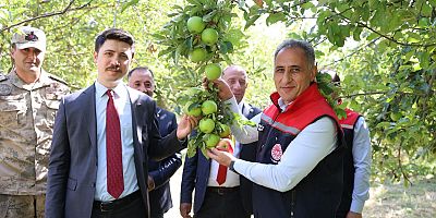Digor Halıkışlak’ta Elma Hasadı Coşkusu