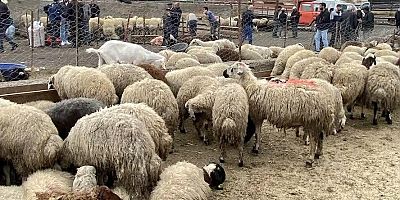 Et ve Süt Kurumu satılamayan kurbanlıkları alacak