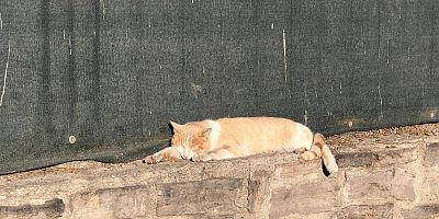 Güneşli Havada Keyif Yapan Kedi, Objektiflere Takıldı