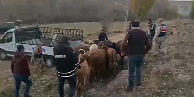 Hayvan hırsızları tutuklandı