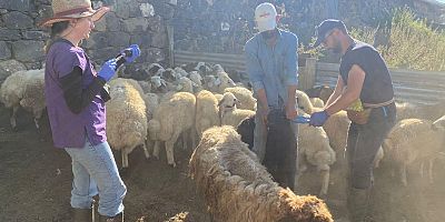 Hayvan Sağlığında Aşılama ve Küpeleme Aralıksız Sürüyor