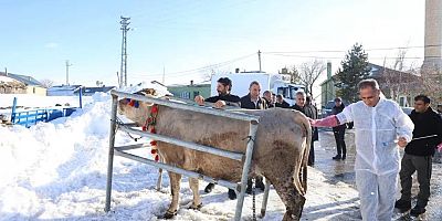 İlk Suni Tohumlamayı Tarım Müdürü Enver Aydın yaptı...
