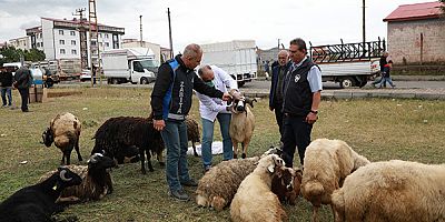 Kars Belediyesi, Kurban Bayramı öncesi denetimlerini sürdürüyor