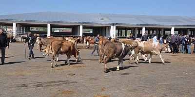 Kars Hayvan Pazarı Şap Hastalığı Nedeniyle Geçici Olarak Kapatıldı