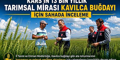 Kars'ın 13 Bin Yıllık Tarımsal Mirası Kavılca Buğdayı İçin Sahada İnceleme