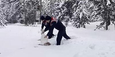 Kars jandarma ekipleri yabani hayvanlar için doğaya yem bıraktı