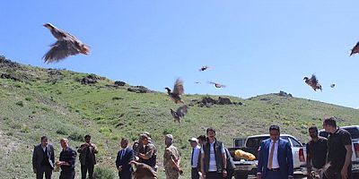 Kars’ta, 600 kınalı keklik doğaya salındı