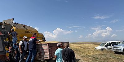 Kars'ta Ata tohumu kavılca'da hasat bereketi