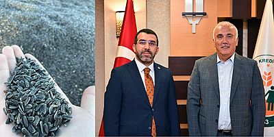 Kars’ta, Ayçiçeği alımı başladı