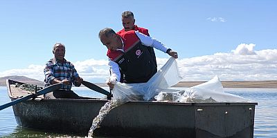 Kars'ta Baraj ve  Göletlere 500 Bin Yavru Sazan Bırakıldı