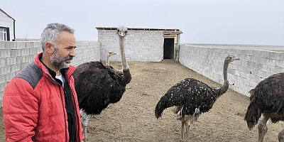 Kars'ta Bir İlk:  Deve kuşu Üretim Tesisi kuruldu