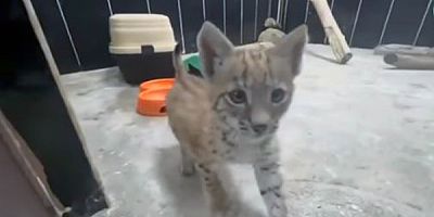 Kars'ta bulunan yavru Vaşak 'Ani'nin sevgi dolu hikayesi