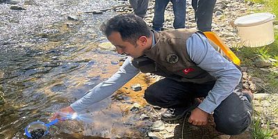 Kars’ta, DKMP derelere yavru alabalık bıraktı