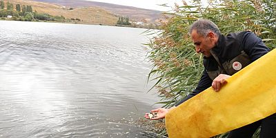 Kars’ta göl ve göletlere 520 bin sazan yavrusu bırakıldı