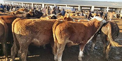 Kars'ta Hayvan Pazarları kapatıldı