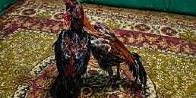 Kars’ta Horoz Dövüştüren mekana baskın: 23 Kişiye Ceza...