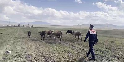 Kars'ta kaybolan 35 büyükbaş hayvan jandarma buldu