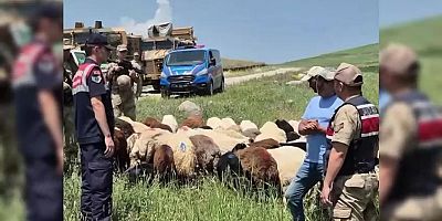Kars’ta kaybolan 65 Küçükbaş Hayvan, Drone ile Bulundu