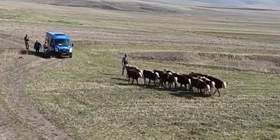 Kars’ta kaybolan inekler bulundu