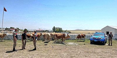 Kars'ta Kayıp Büyükbaş Hayvanlar Jandarma Tarafından Bulundu