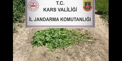 Kars'ta kenevir bitkisi ele geçirildi