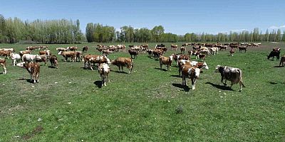 Kars'ta Kırsalda Bereket: Hayvancılığa Destek Projesi Başladı