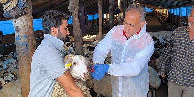 Kars’ta Küçükbaş Hayvanlara PPR ve Brucella Aşısı Yapılıyor
