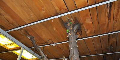 Kars'ta örnek davranış: Ağaçlar kesilmesin diye çatıyı delerek korudular