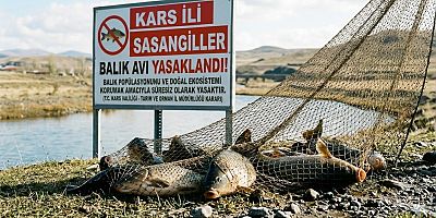 Kars’ta Sazangiller İçin Av Yasağı Başladı