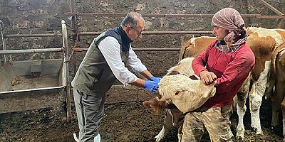 Kars’ta, sonbahar dönemi şap aşılaması başladı