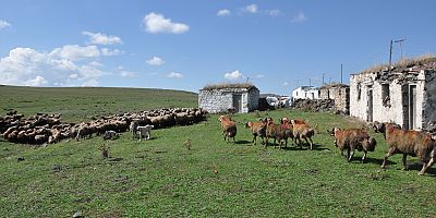 Kars'ta, Subatan köyü yaylasında 'koç katımı' töreni düzenlendi