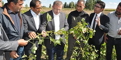Kars'ta, ‘Tarla Günü’ ve ‘Koç Katımı’ programı düzenlendi
