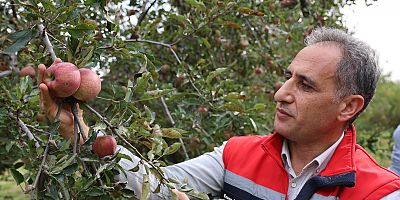 Kars'ta üretilen organik elma hasadı başladı