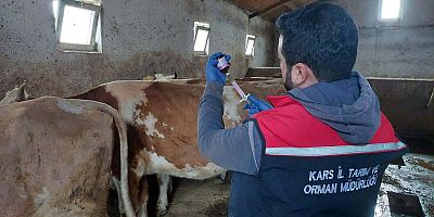 Kars’ta veteriner ekipleri, zorlu hava şartlarına rağmen sahadalar!