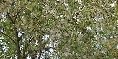 Kars’ta Yaz Aylarının Kabusu: Polenler Hayatı Felç Ediyor