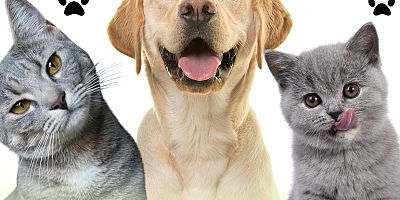 Kars VHO; Evcil Hayvan Kayıt Süresi 31 Aralık 2025'te Sona Eriyor!