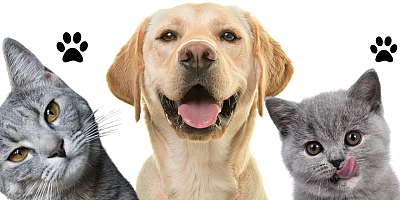 Kars VHO; Evcil Hayvan Kayıt Süresi 31 Aralık 2025'te Sona Eriyor!